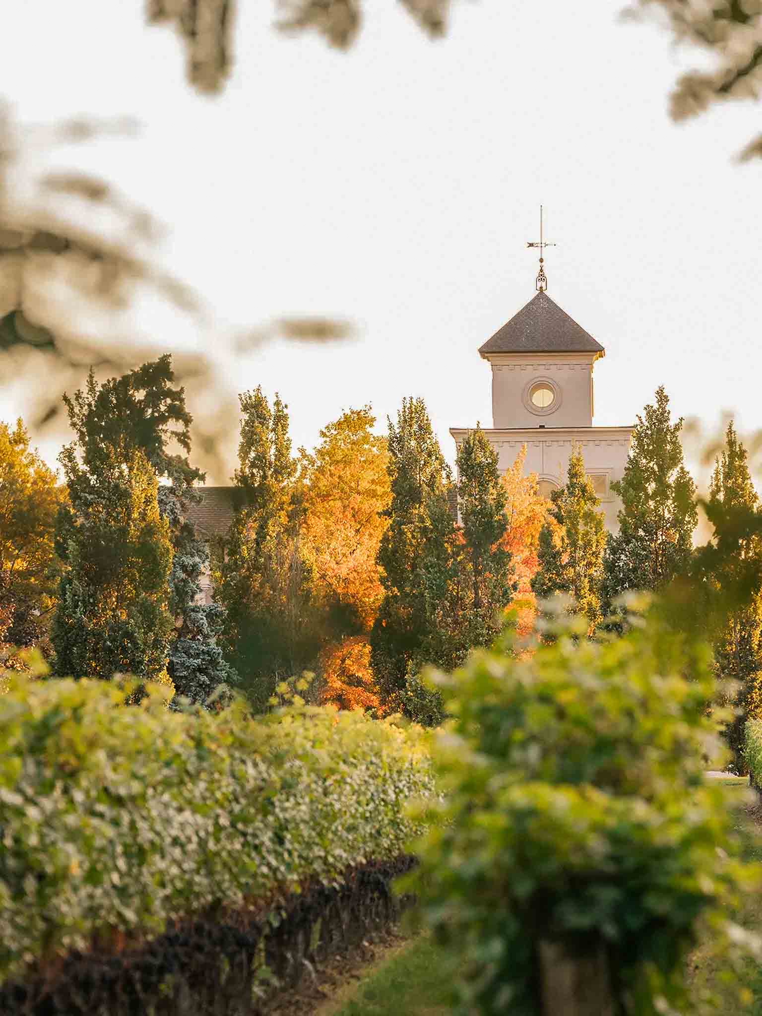 Vignobles et chutes du Niagara
